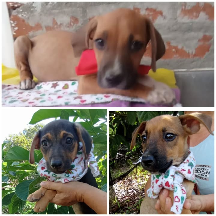 Cachorritos machos en adopción - Risaralda 