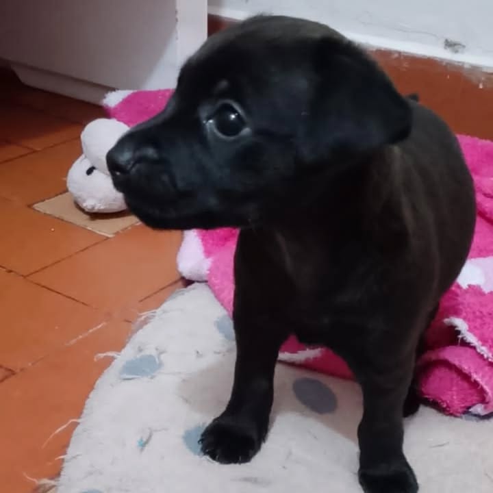 Cachorrita Negra en Adopción en Risaralda, Colombia 