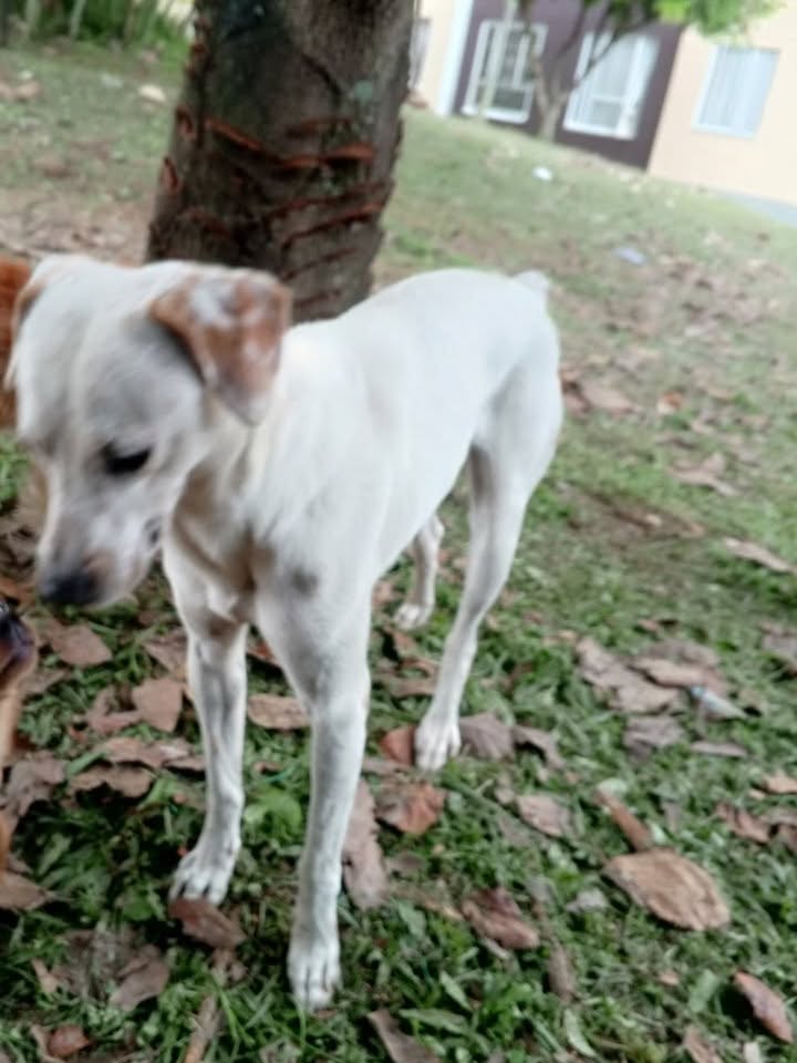 Perrito Blanco Encontrado en Parque Industrial Mirador Llano Grande, Risaralda 
