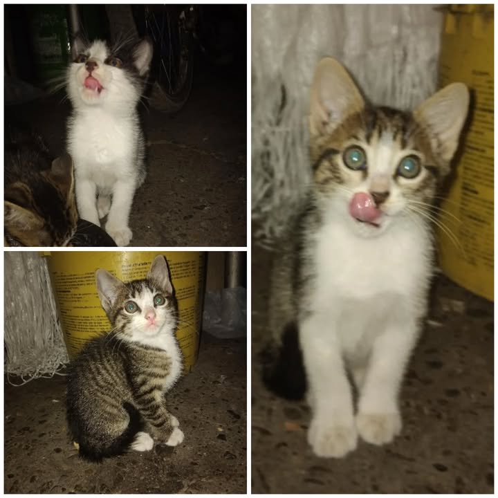 Gatitos machos de 3 meses en adopción responsable en Risaralda 