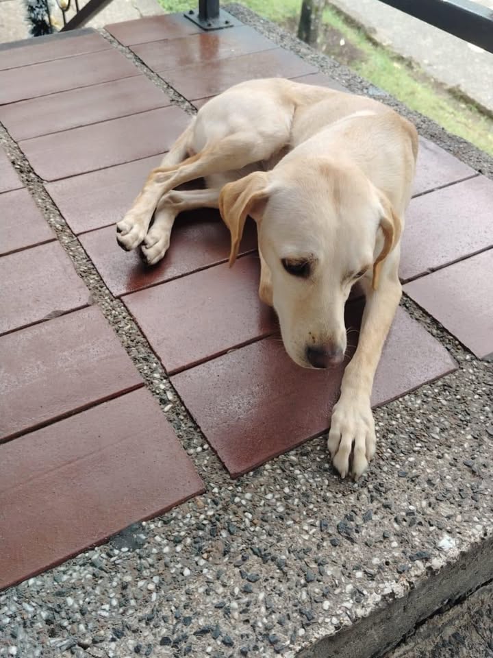 Perrita Labrador Encontrada en Maraya, Pereira, Risaralda 