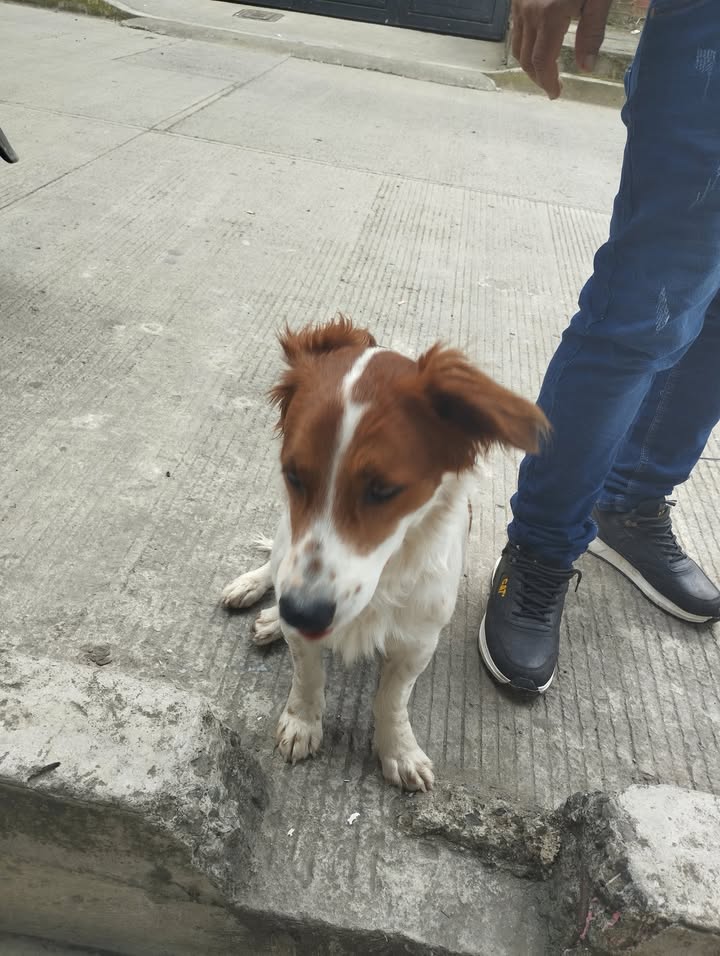 Perro encontrado en Samaria 2, Pereira, Risaralda 