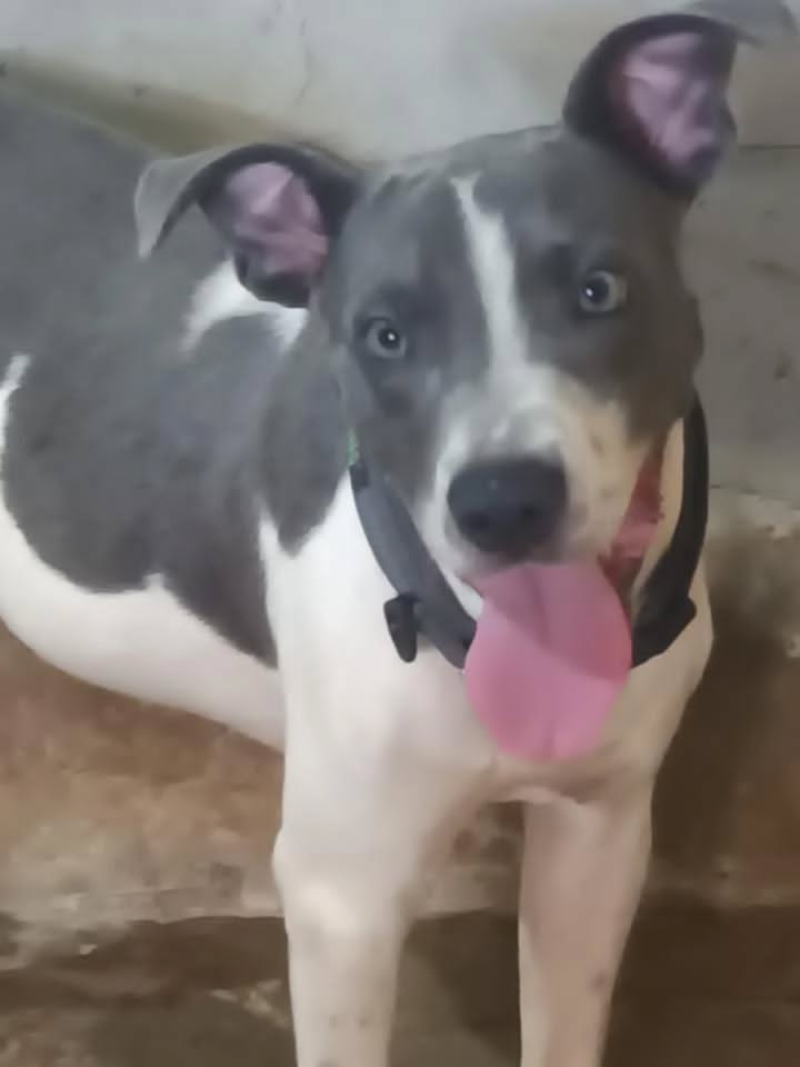 Perro macho esterilizado en adopción responsable en Pereira 