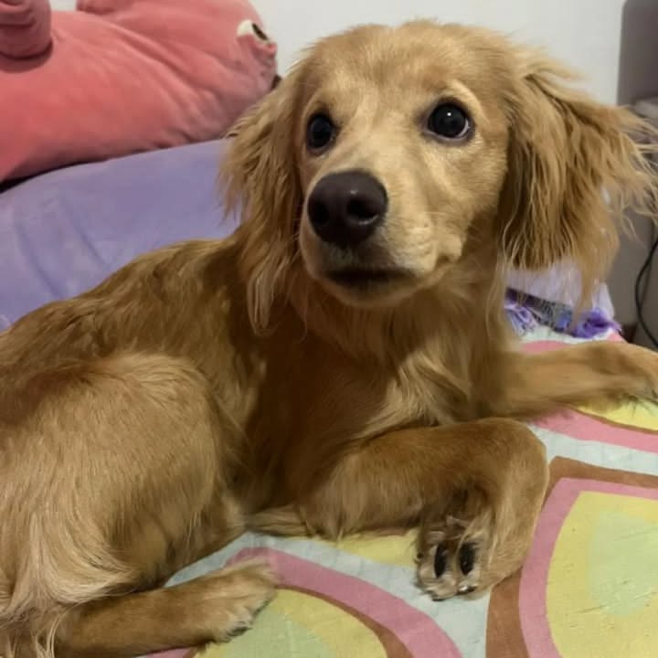 Adopción perra Molly, 10 meses, vacunada y esterilizada 