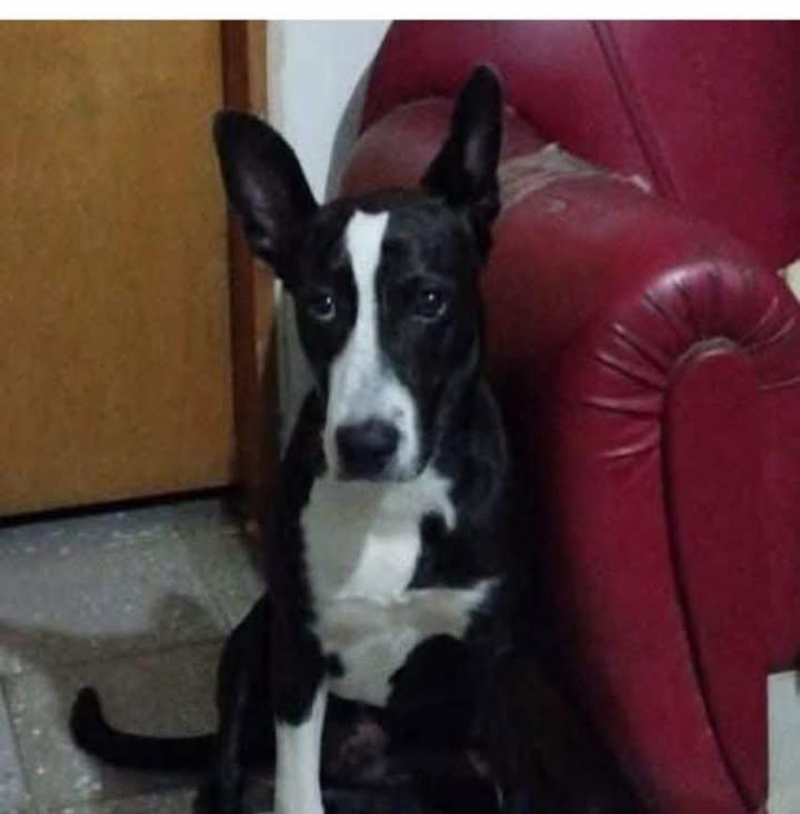Perrita Encontrada en el Centro de Pereira 