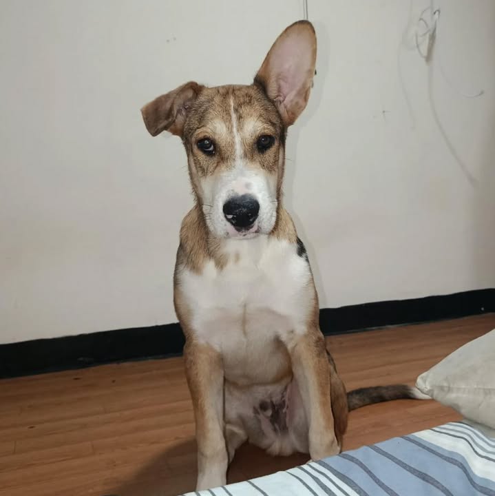 Cachorro Rocky en Adopción en Pereira, Risaralda 