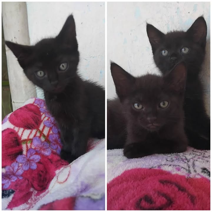 Gatitas negras buscan hogar en Risaralda 