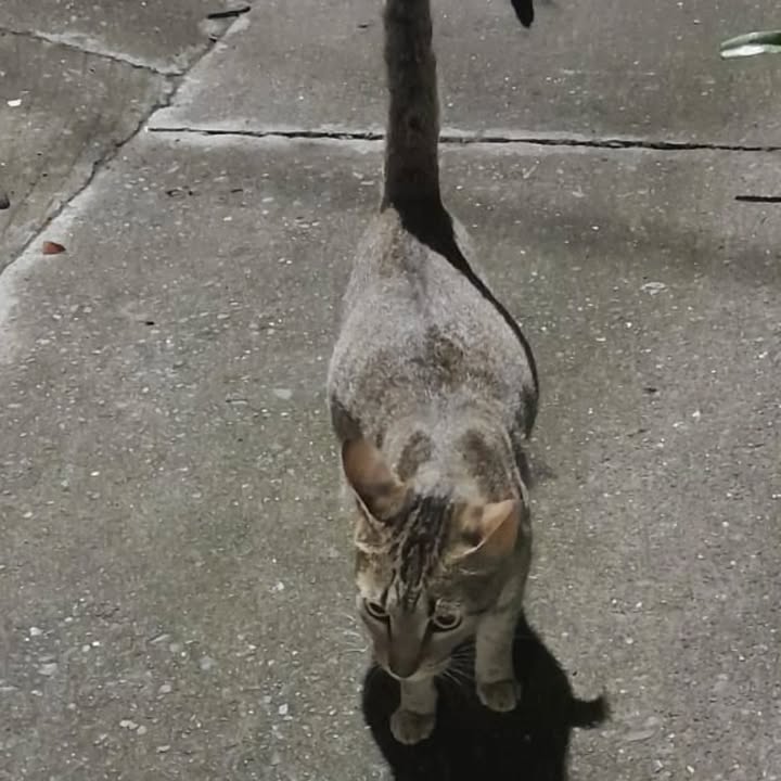 Gata embarazada necesita hogar de paso urgente en Risaralda 