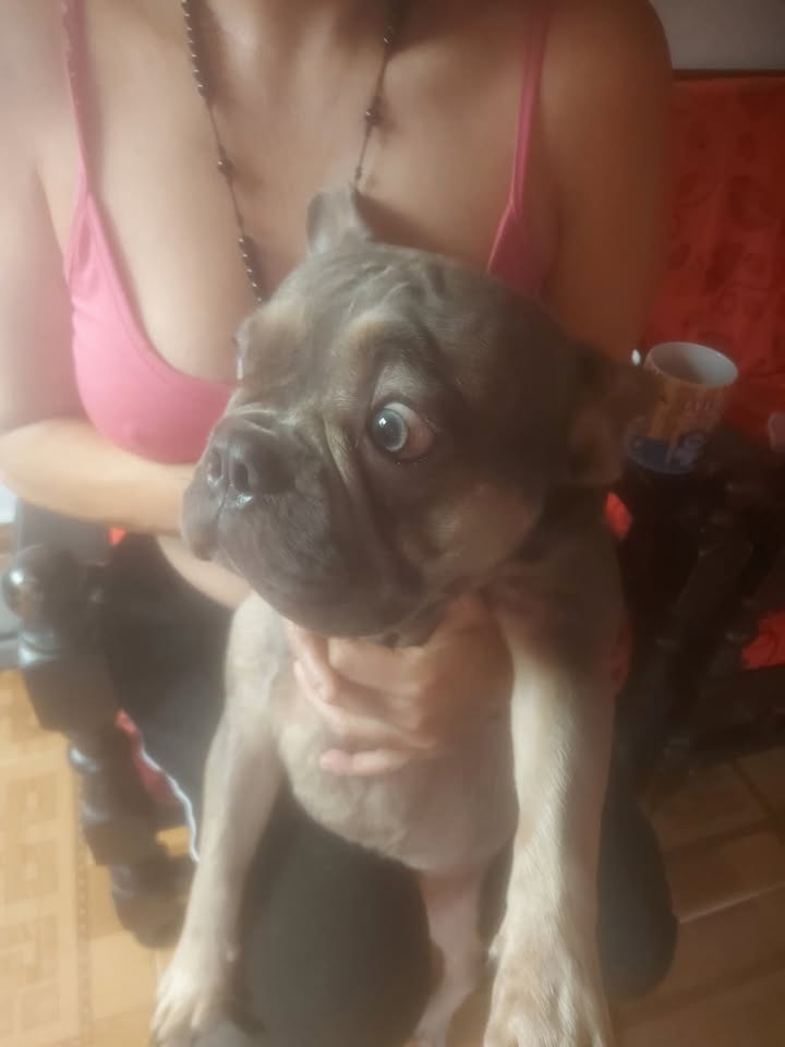 Perro Bulldog Encontrado en Risaralda con Pañoleta Verde 