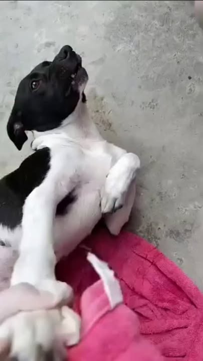Perra Cariñosa En Adopción en Pereira, Risaralda 