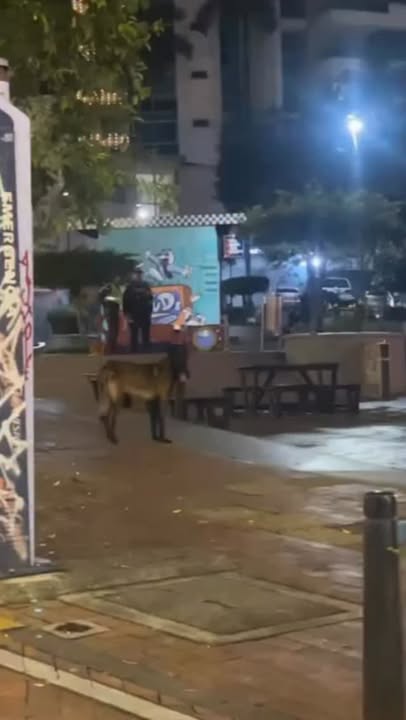 Perro encontrado desorientado en la Avenida Circunvalar, Pereira 