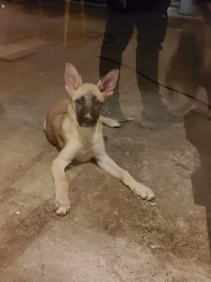 Perrita encontrada en Terrasol Mall, Dosquebradas 