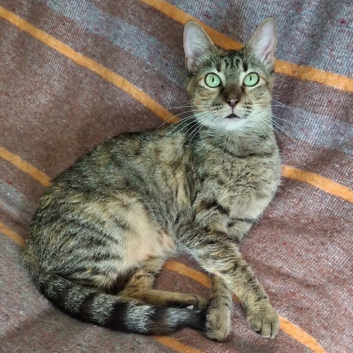 Gatica en adopción en Risaralda 