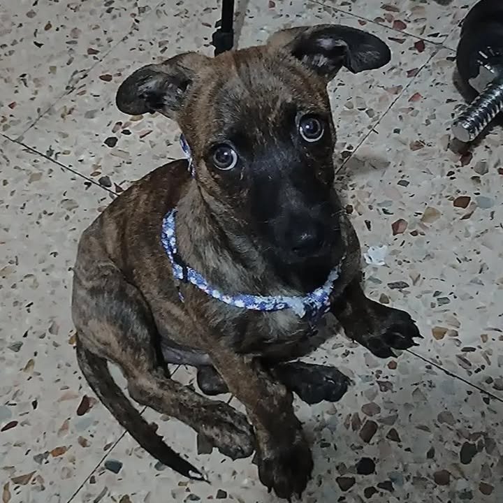 Cachorro mestizo de 4 meses en adopción en Pereira 