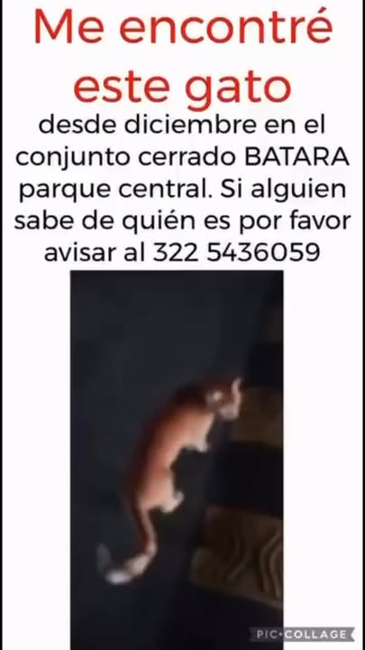 Gato encontrado en Conjunto Cerrado Batara, Parque Central, Pereira, Risaralda 
