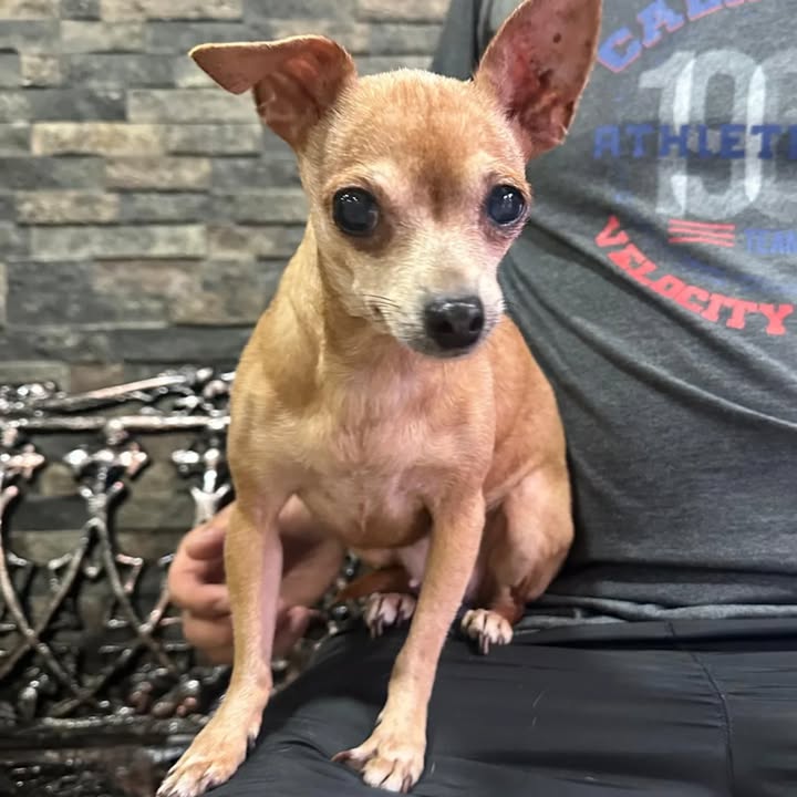 Perrita anciana encontrada cerca de la Bomba de Corales en Pereira 