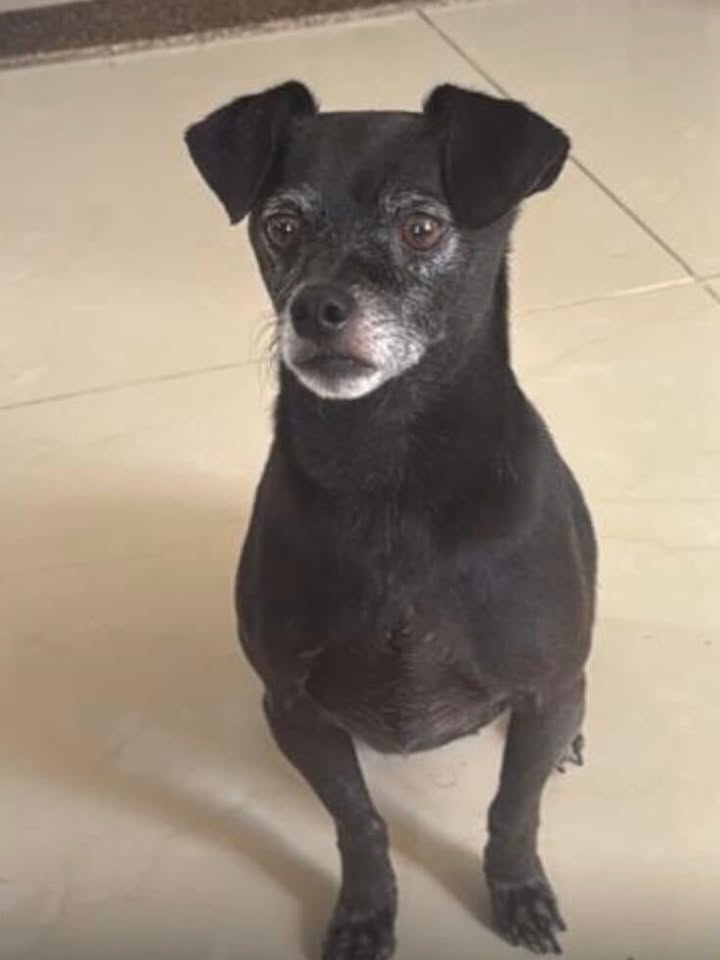 Perrito encontrado en sector La Graciela, Dosquebradas 