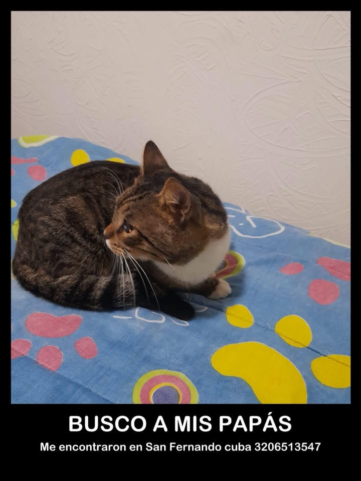 Gato Encontrado en San Fernando Cuba, Pereira | Buscamos a sus Dueños 