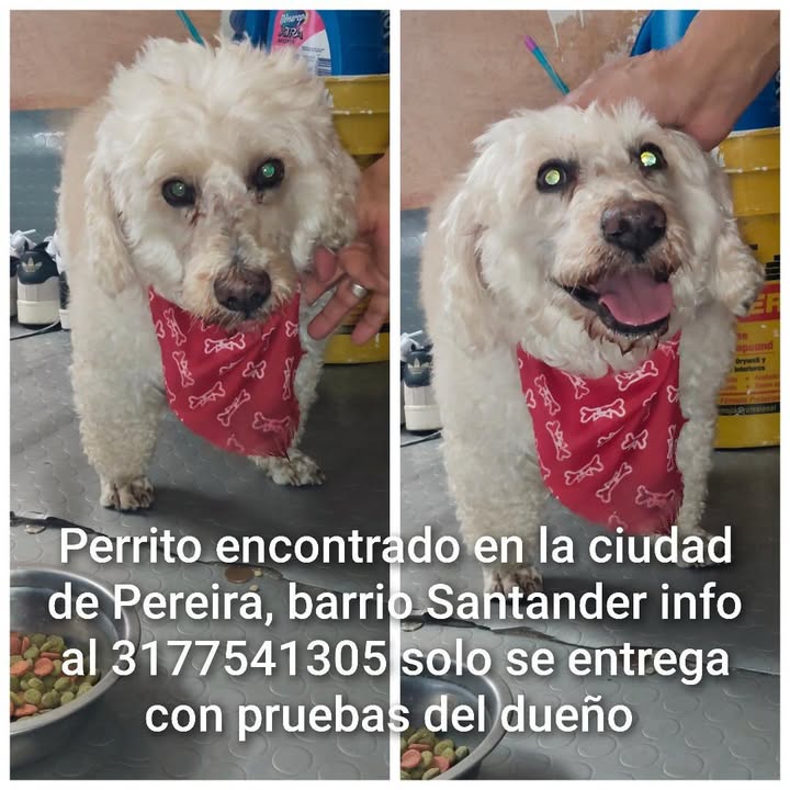 Perro encontrado en Pereira, Risaralda 
