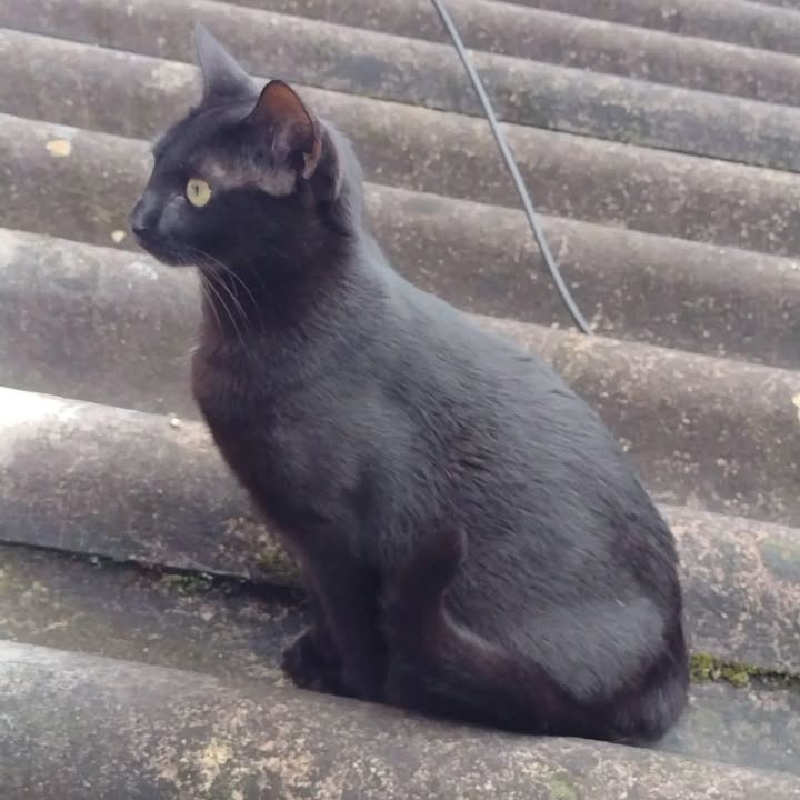 Gata en adopción