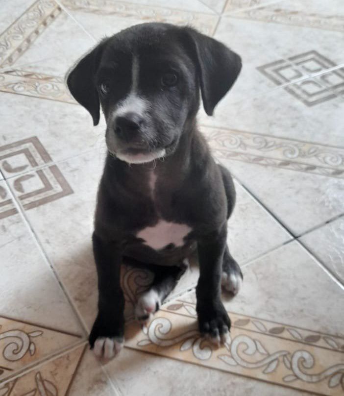 Adopción de Perro en Risaralda