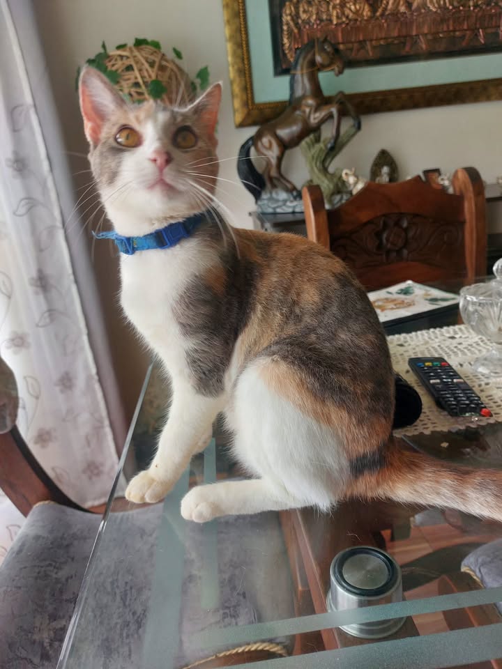 Gatica en adopción en Risaralda