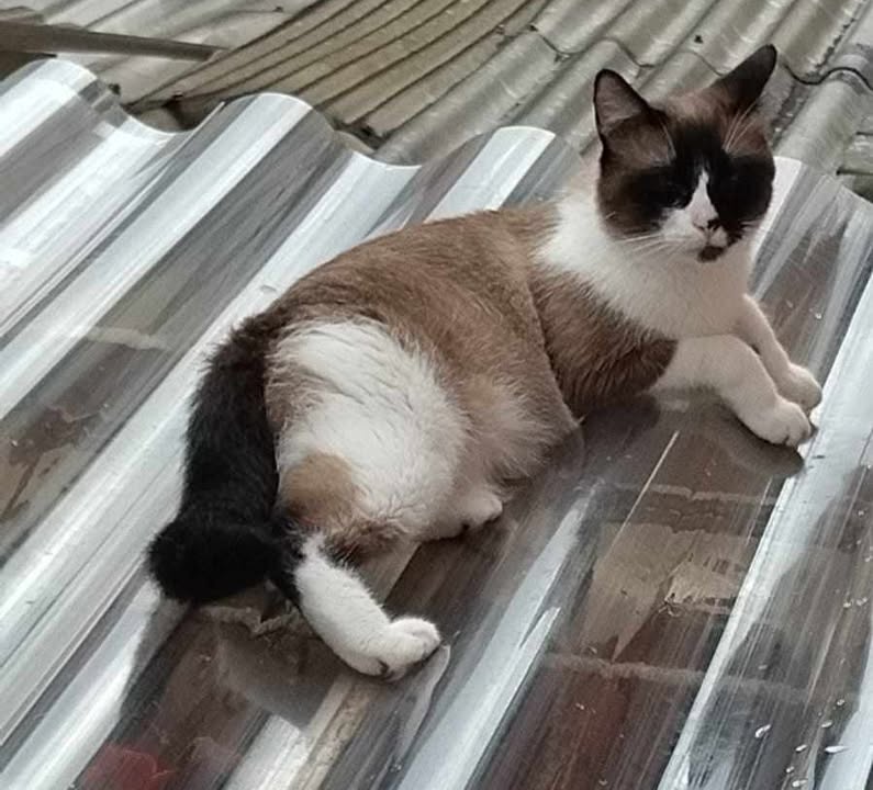Gata perdida en Palmar de villa verde, Risaralda