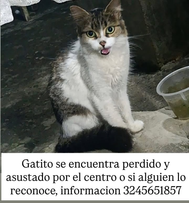 Gato encontrado en el sector del Centro en Pereira, Risaralda 