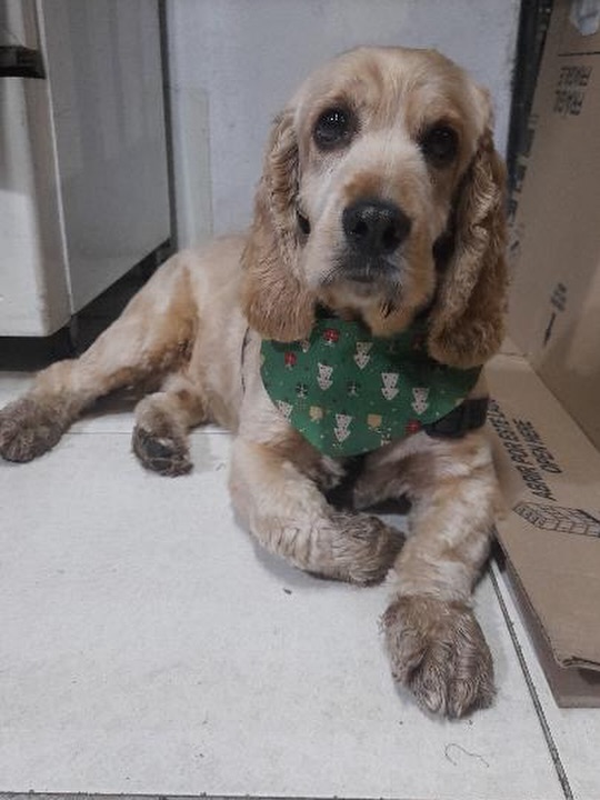 Perrito Encontrado en Hacienda Cuba, Pereira 