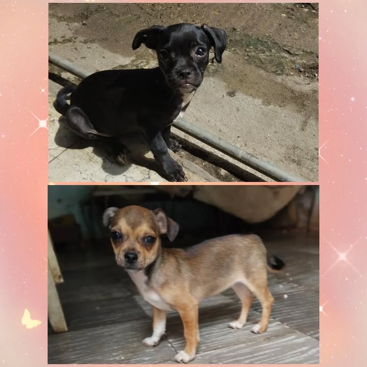 Adopción de perritas Pincher en Risaralda 