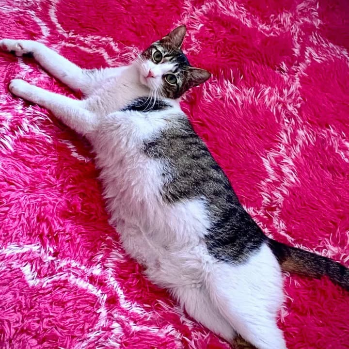 Gata Cariñosa en Adopción: Esterilizada y Compatible con Otros Animales 