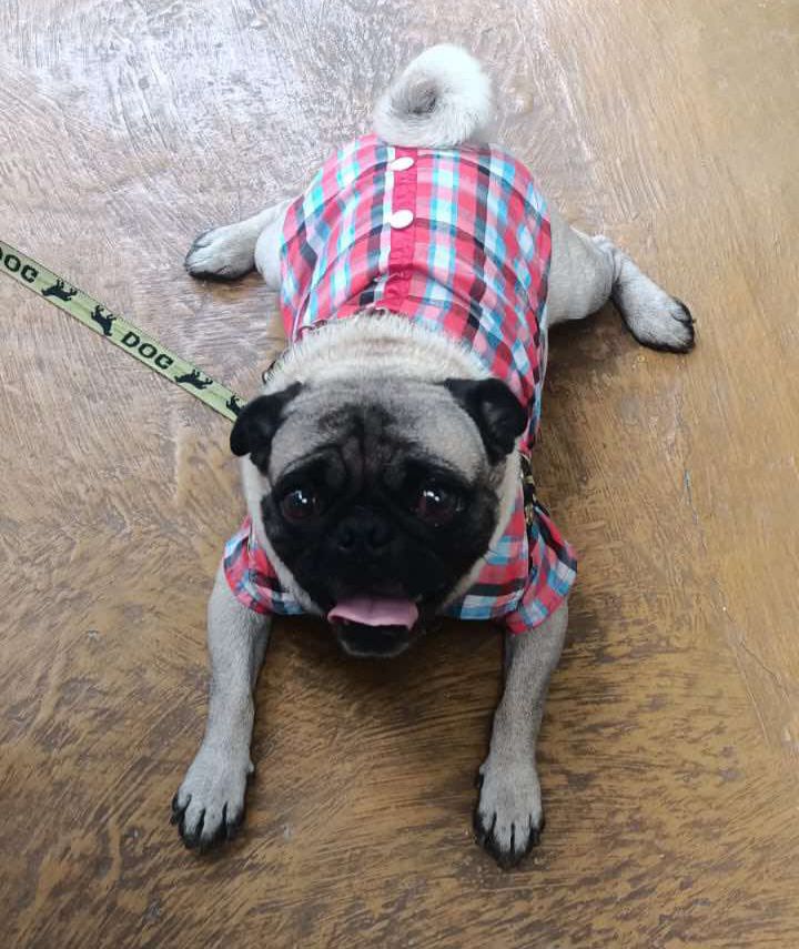 Adopción de Perro en Risaralda