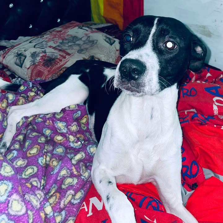Perro en adopción en Risaralda, Colombia 