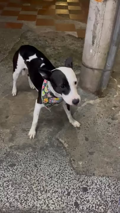 Perro encontrado: Blanco y Negro en Parque Banderas, Pereira 