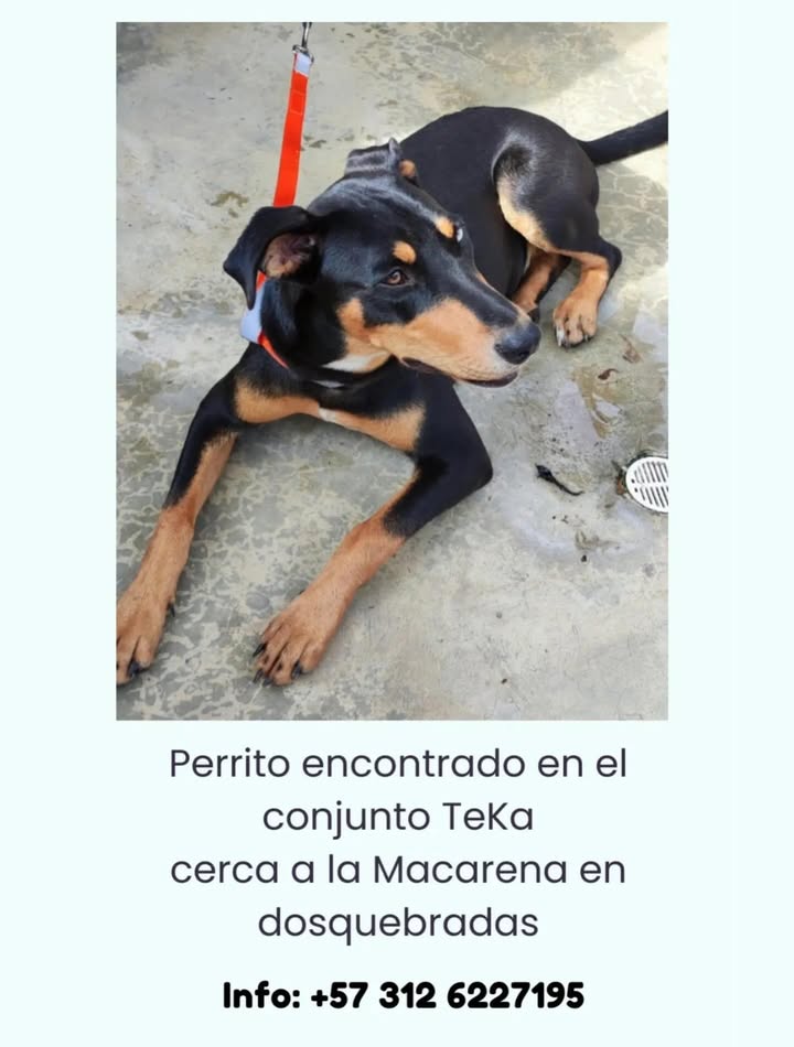 Perro Encontrado en Dosquebradas Risaralda 