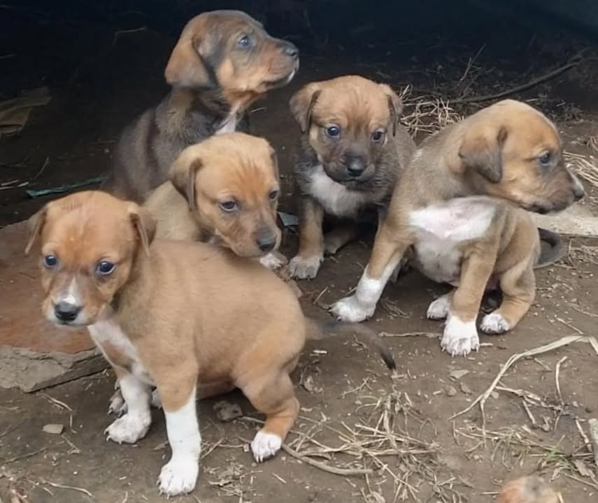 Cachorros Mestizos 45 días buscan hogar responsable en Pereira, Risaralda 