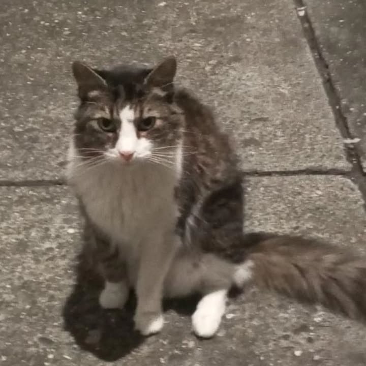 Gato en adopción en Risaralda 