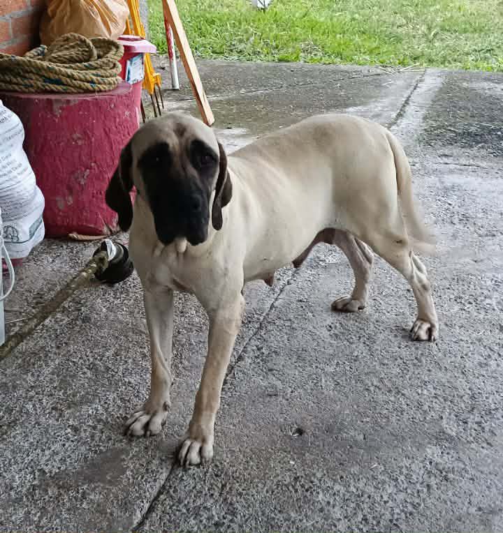 Adopción de perra en Risaralda, Colombia 