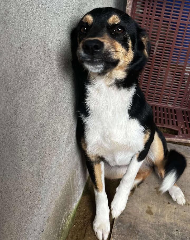Adopción Perrita Risaralda