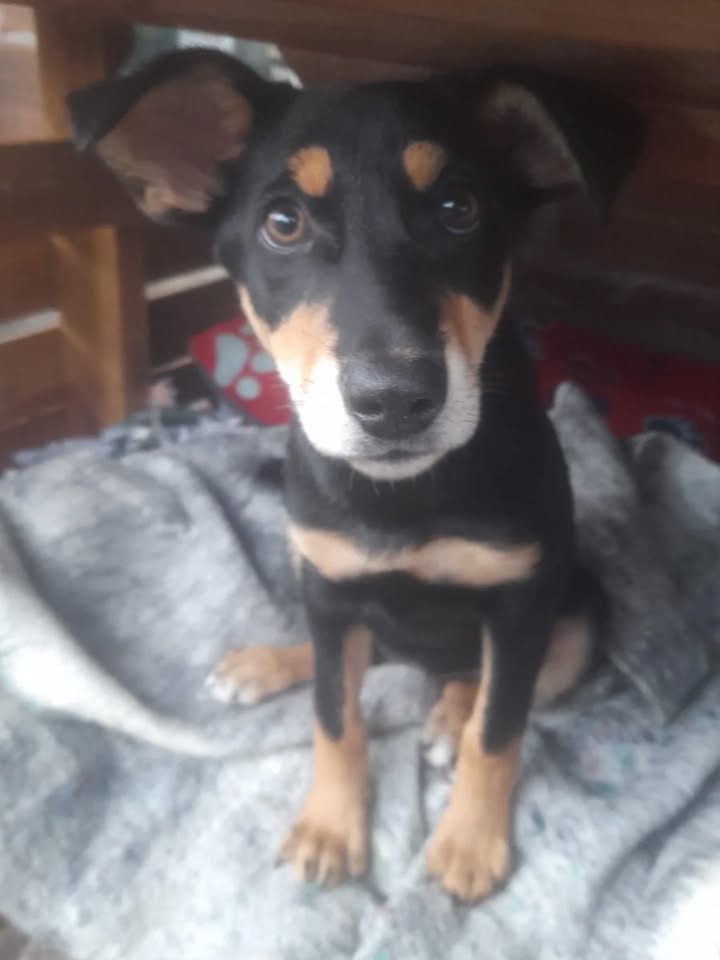 Adopción responsable Perrita Princesa 4 meses Risaralda 