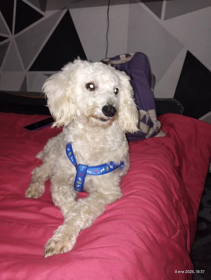 Perro encontrado en Risaralda