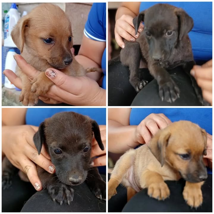 Cachorros Mestizos Cocker Criollo Buscan Hogar en La Victoria, Valle 