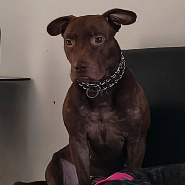 Adopción de Perra Mestiza Esterilizada de 4 Años en Pereira, Risaralda 