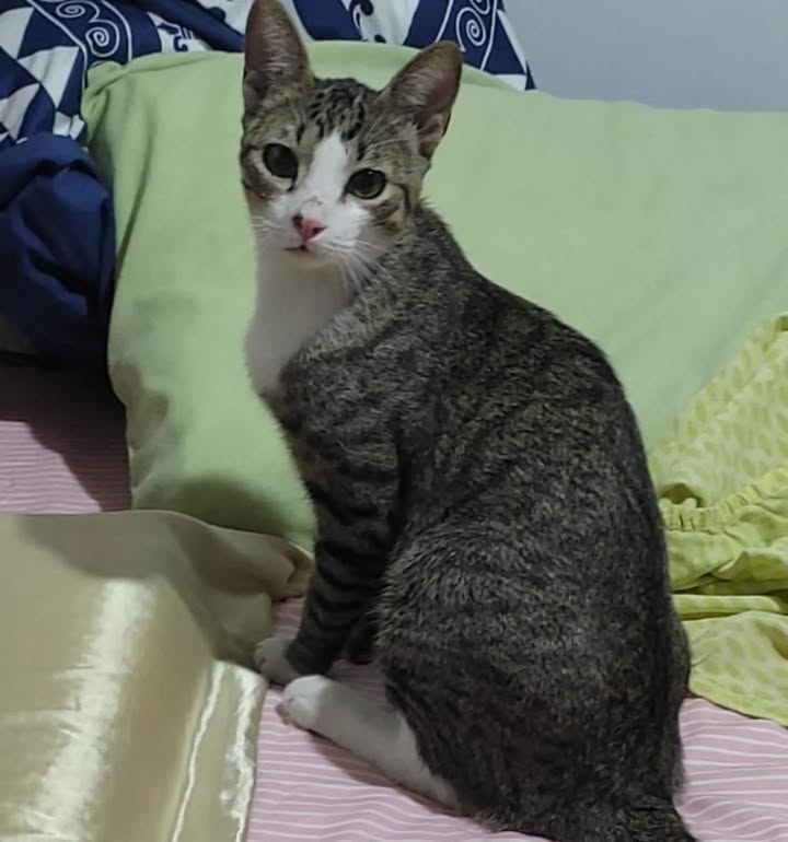Gato Macho Atigrado de 6 Meses Busca Hogar en Risaralda 