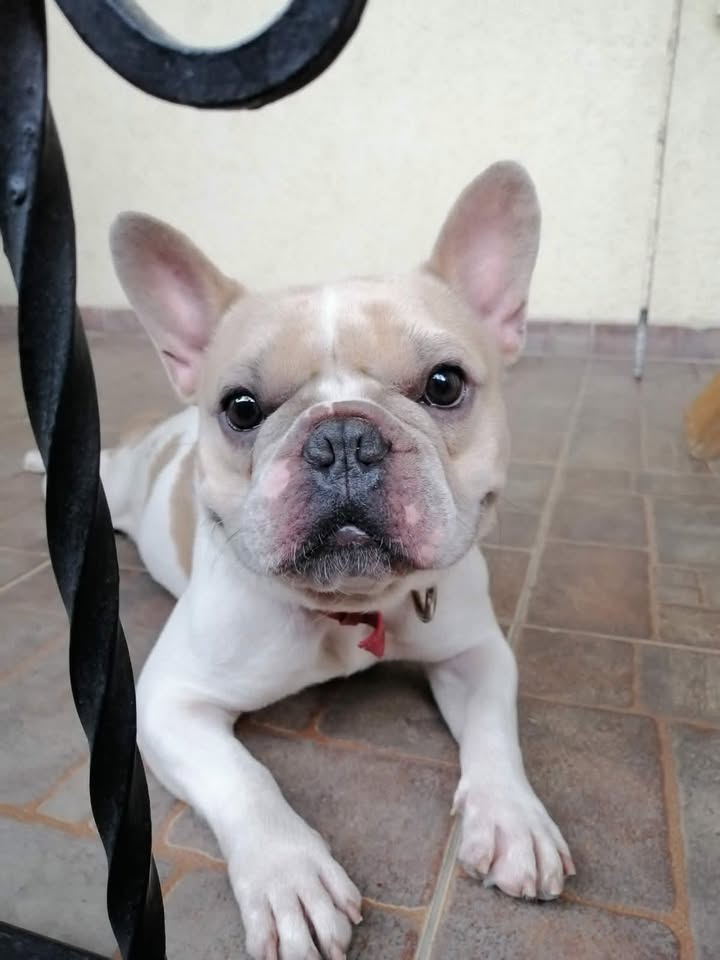 Perro encontrado en Dosquebradas, Risaralda