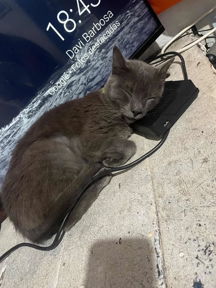 Gato Adulto Gris en Adopción en Pereira, Risaralda. 5 Años, Esterilizado. 
