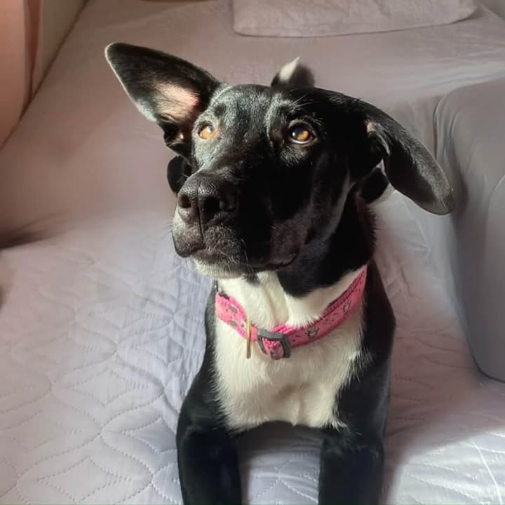 Perra Joven de 11 Meses Esterilizada en Adopción 