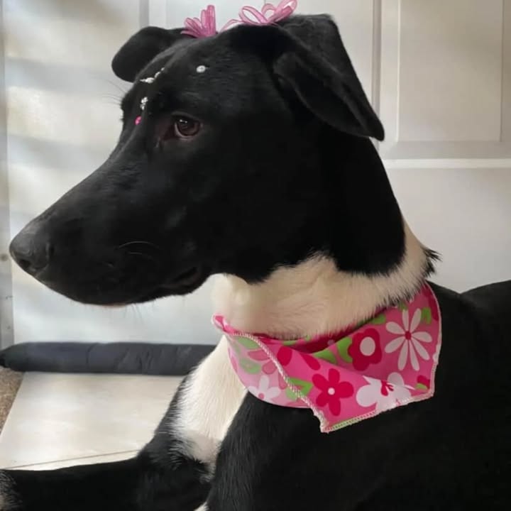 Perra Joven de 11 Meses Esterilizada en Adopción 