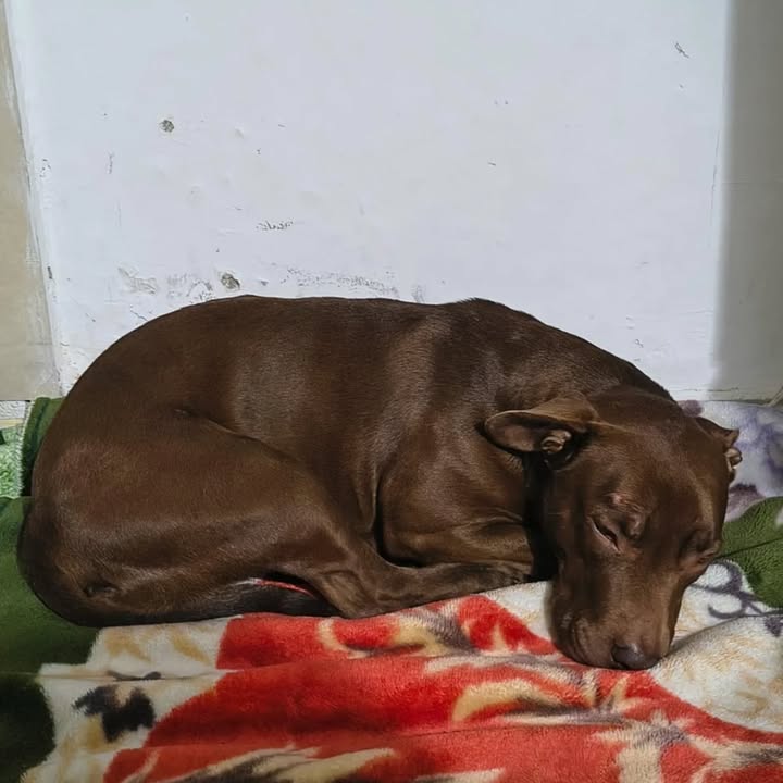Adopción de Perra Mestiza Esterilizada de 4 Años en Pereira, Risaralda 