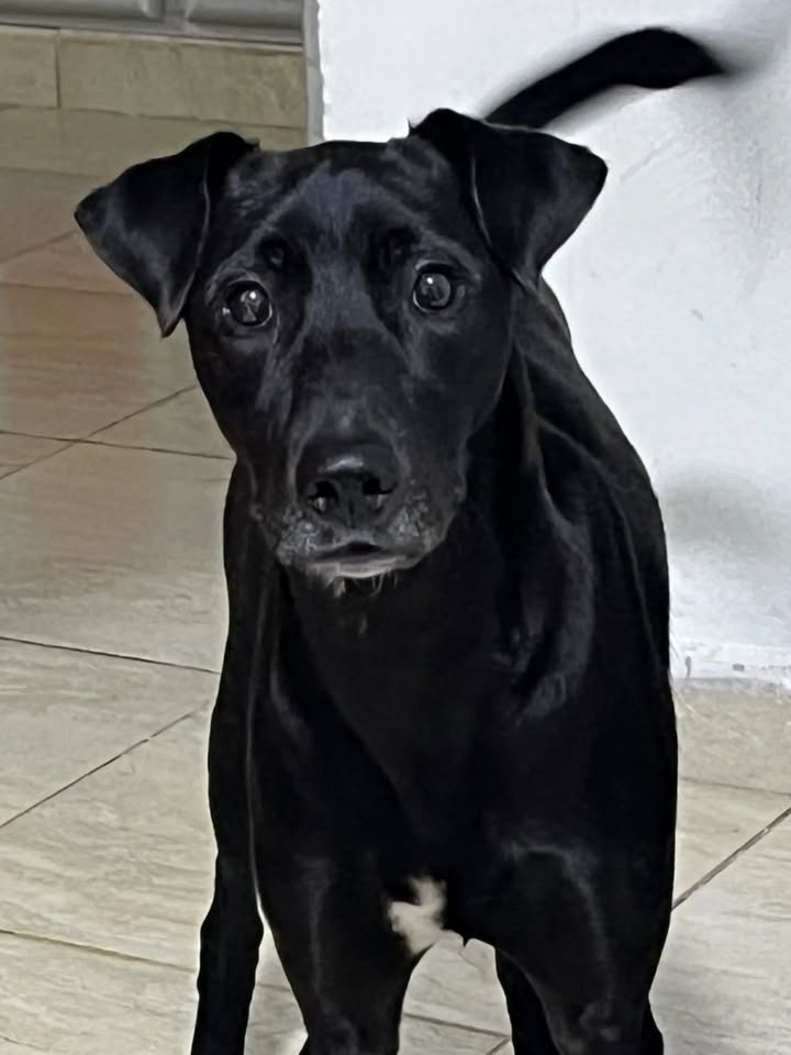 Perro joven en adopción en Risaralda 